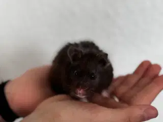Håndvandt kærlig guldhamster (Med alt tilbehør)