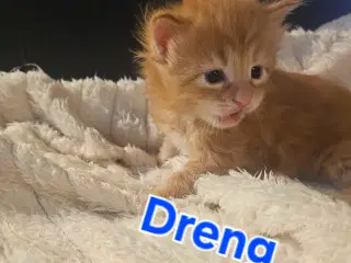 Maine coon killinger 