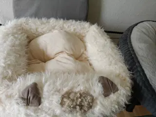 Katte hunde seng