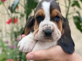 Basset Hound