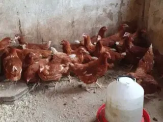 Havehøns 