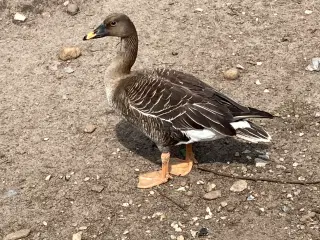 Sædgase 