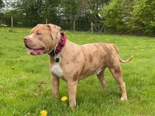 American bully med stamtavle 