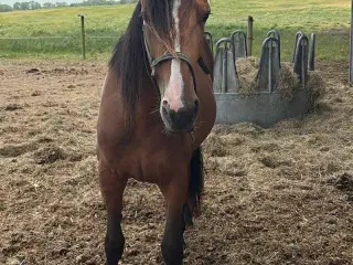 Søger sød selskabspony