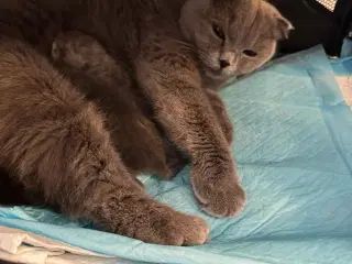 British shorthair/Scottish fold killinger til salg