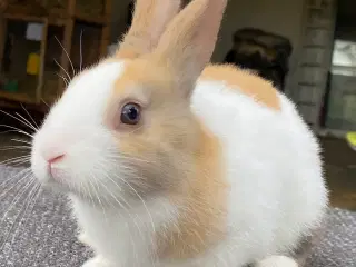 HOLLÆNDER HAN MADAGASCAR