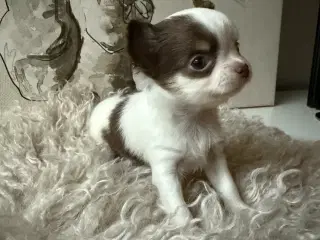 3 langhåret chihuahua tæver