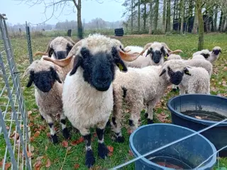 Valais Blacknose gimmer- og vædderlam 