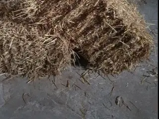 Halm vårbyg fra 2025. Morten Koch baller