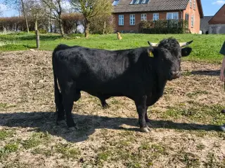 Smukkeste Dexter tyr