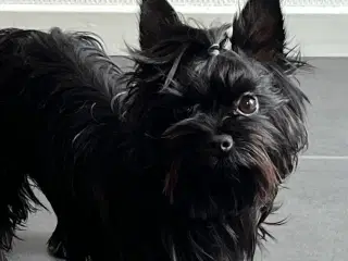 Smuk Sort Yorkshire Terrier