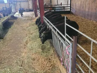 Får
