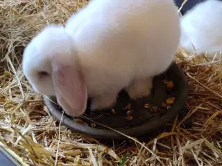 Mini lop han 