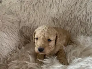 Cockapoo f2b sælges