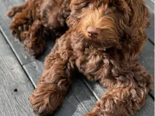 Labradoodlehvalpe til efteråret