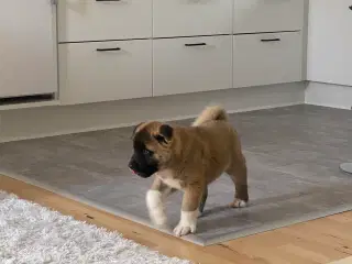 American Akita 