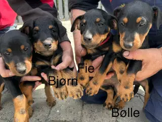 Tysk jagtterrier hvalpe