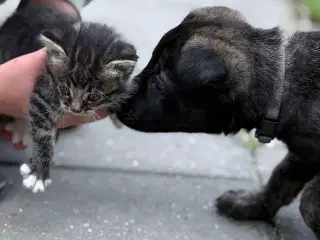 Unikke schæfer og hollandsk hyrdehunde hvalpe