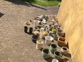 plante potter