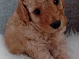 Cavapoo F1b
