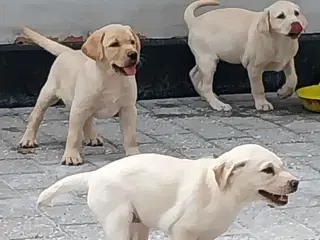 Gule Labrador hvalpe