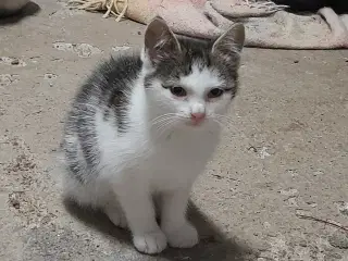 Kattekilling