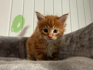 Maine coon killinger uden tavle