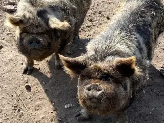 Kunekune grise
