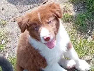 Border Collie Hvalpe