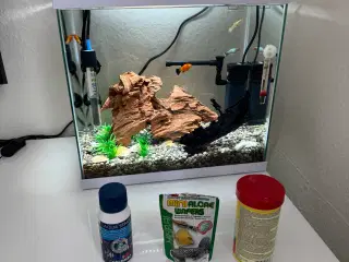 Akvarie med fisk