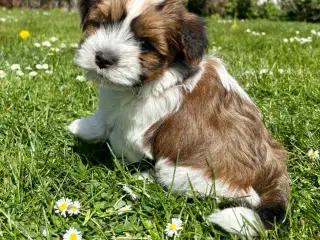 Skønne Bichon Havanais-hvalpe