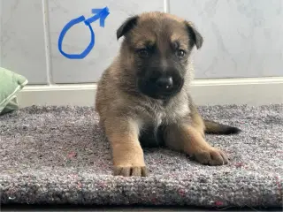 Skønne schæferhundehvalpe