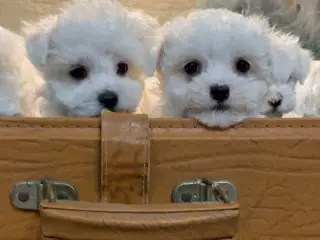 De smukkeste Maltichon babyer 