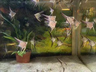 Rio Nanay Scalare F2