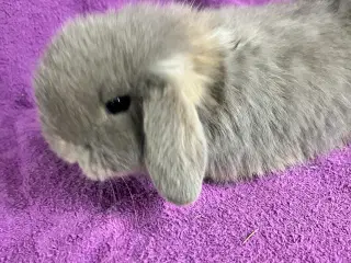 Mini lop