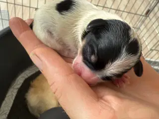 mini papillon  
