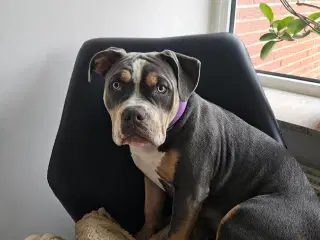 American bully standard/Classic 