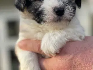 Ægte coton de tulear hvalpe