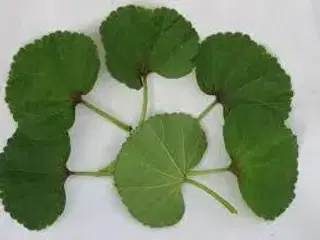Salat marokkansk (malva-salat) øko-frø