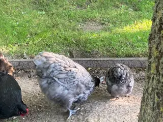 2 orpington hønniker sælges