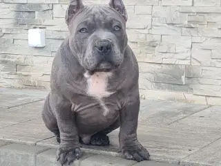 American Bully Dreng 