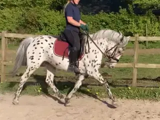 Sød og kærlig palomino hingste føl.