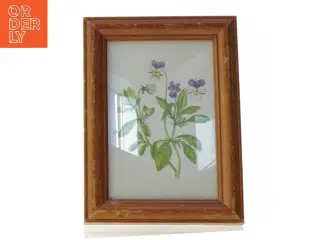 Indrammet botanisk tryk (str. 19 x 14 cm)