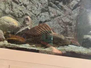 Malawi cichlider 