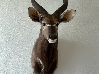 Flot Nyala fra Namibia 