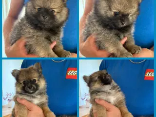 2 Pomeranian hvalpe