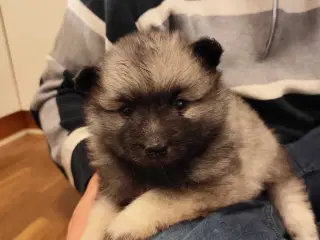 Keeshond hvalpe