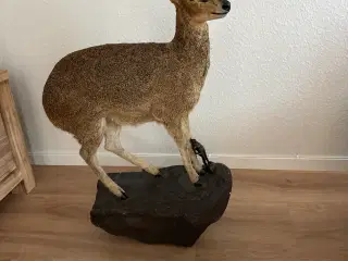 Fuldmonteret Klipspringer fra Namibia sælges