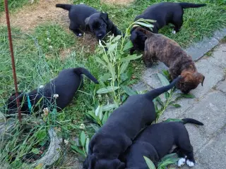 gravhund blandinger salgs klare 17/7