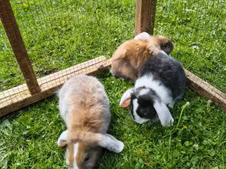 Dværg vædder/Mini lop 